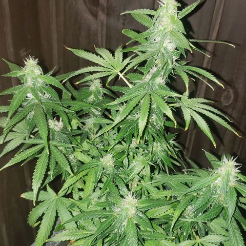 Auto Zkittlez growlog timeline photo