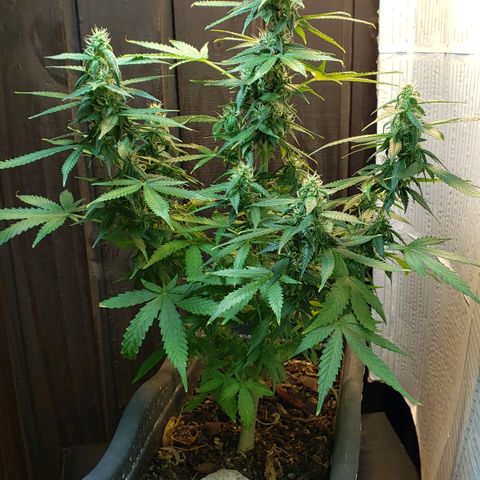 Auto Zkittlez growlog timeline photo