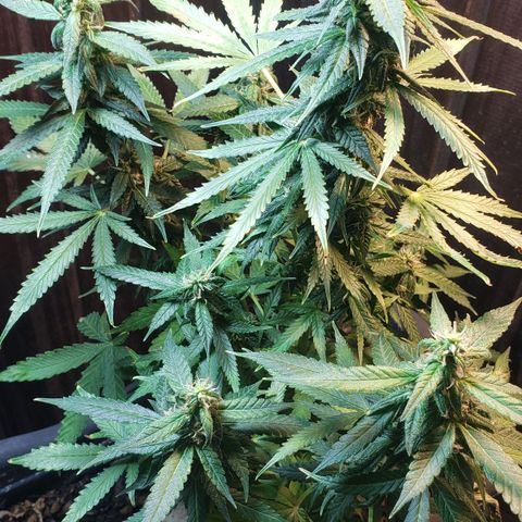 Auto Zkittlez growlog timeline photo