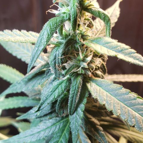 Auto Zkittlez growlog timeline photo