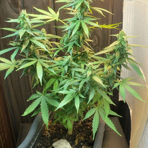 Auto Zkittlez growlog timeline photo