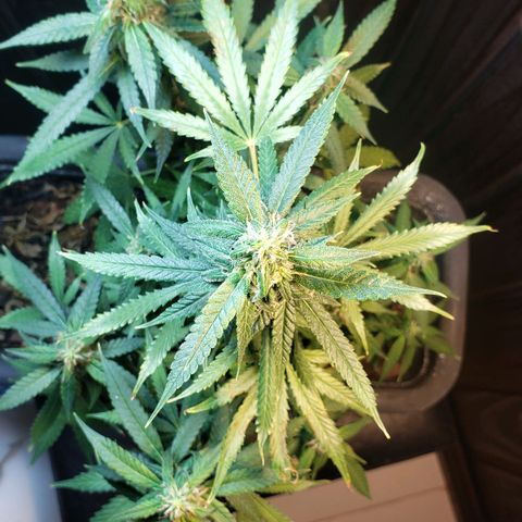 Auto Zkittlez growlog timeline photo