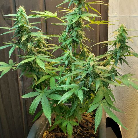 Auto Zkittlez growlog timeline photo
