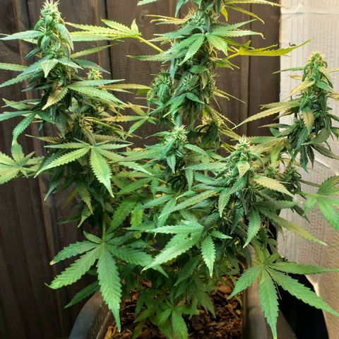 Auto Zkittlez growlog timeline photo