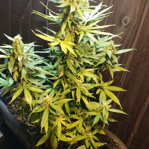 Auto Zkittlez growlog timeline photo