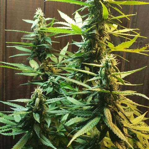 Auto Zkittlez growlog timeline photo