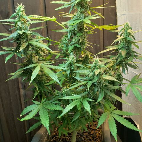 Auto Zkittlez growlog timeline photo