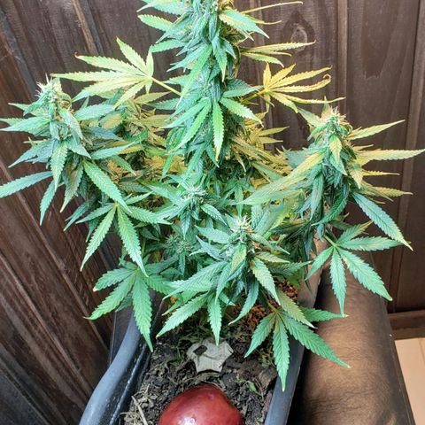 Auto Zkittlez growlog timeline photo