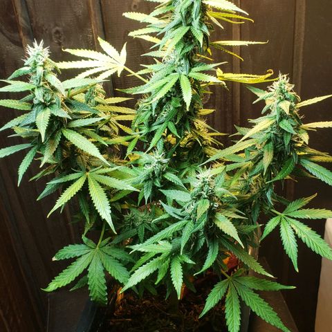 Auto Zkittlez growlog timeline photo