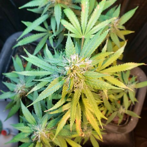 Auto Zkittlez growlog timeline photo