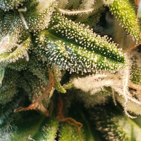 Auto Zkittlez growlog timeline photo