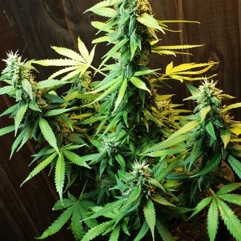 Auto Zkittlez growlog timeline photo