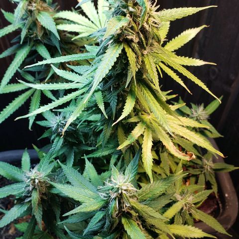 Auto Zkittlez growlog timeline photo
