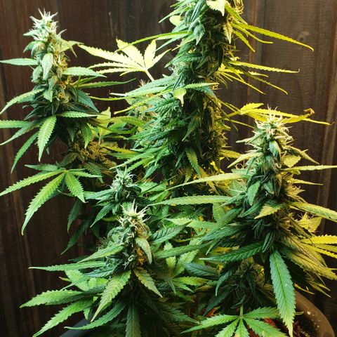 Auto Zkittlez growlog timeline photo