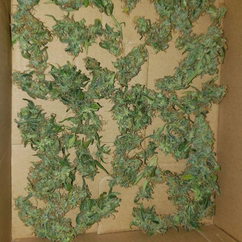 Auto Zkittlez growlog timeline photo