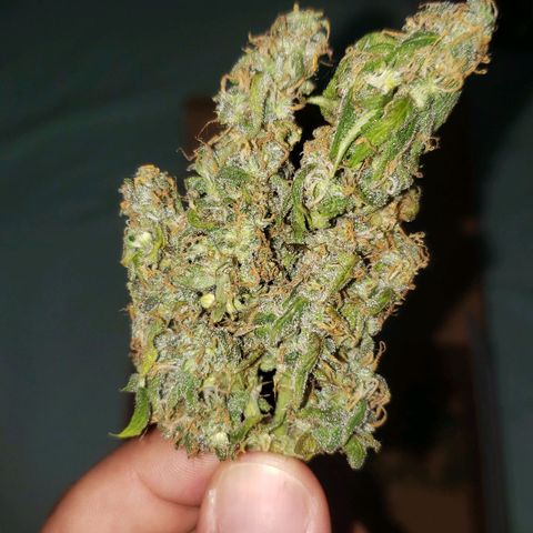 Auto Zkittlez growlog timeline photo
