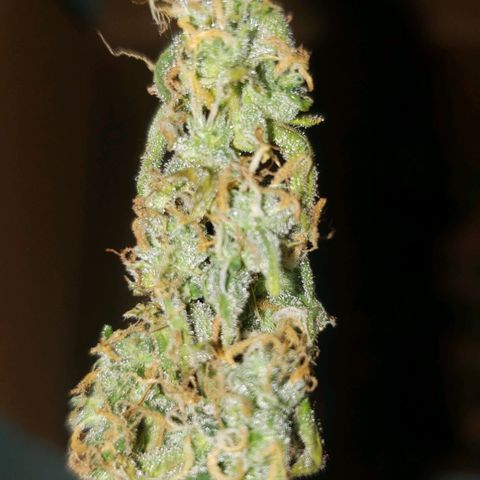 Auto Zkittlez growlog timeline photo
