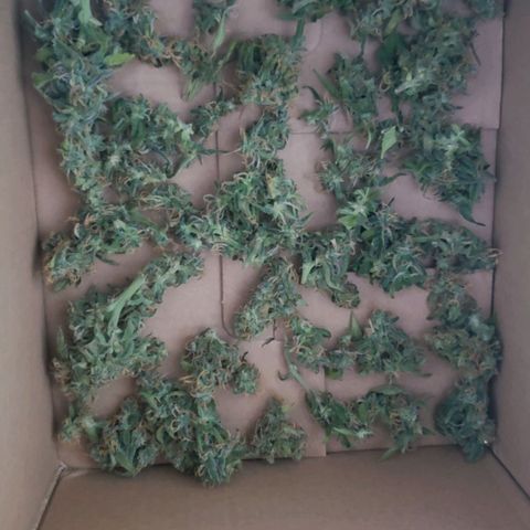 Auto Zkittlez growlog timeline photo