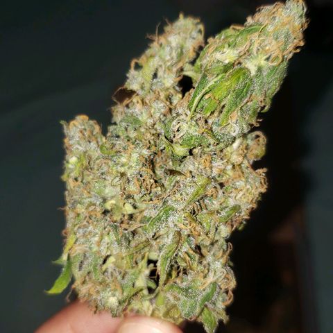 Auto Zkittlez growlog timeline photo