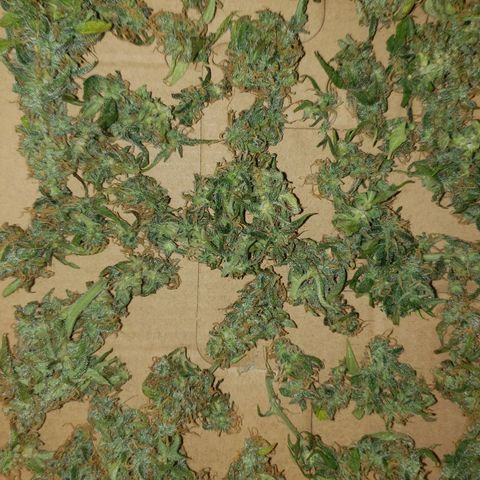 Auto Zkittlez growlog timeline photo