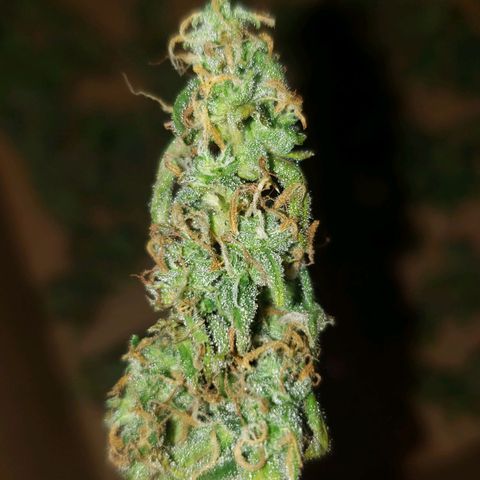 Auto Zkittlez growlog timeline photo