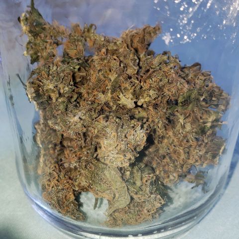 Auto Zkittlez growlog timeline photo