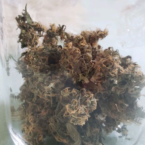 Auto Zkittlez growlog timeline photo