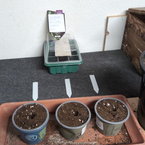 Green Crack F1 Hybrid Auto #1 growlog photo: From seed to seedling in 3 days. May the force be with you :*
