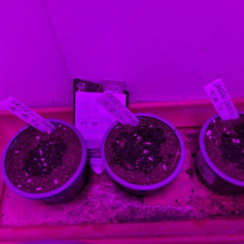 Green Crack F1 Hybrid Auto #1 growlog photo: Transplanted and moved to Vegibox 