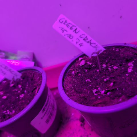 Green Crack F1 Hybrid Auto #1 growlog photo: Hello World! 