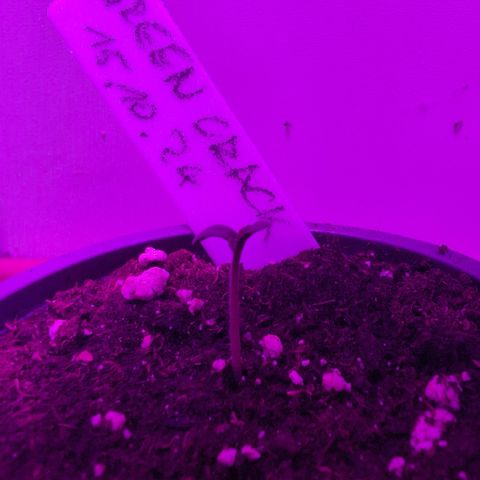 Green Crack F1 Hybrid Auto #1 growlog timeline photo