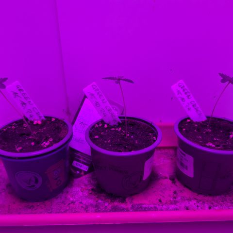 Green Crack F1 Hybrid Auto #1 growlog timeline photo