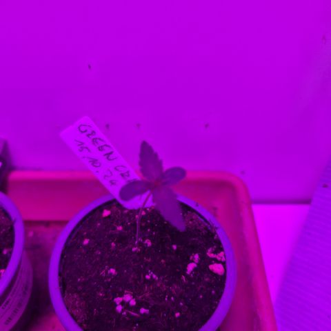 Green Crack F1 Hybrid Auto #1 growlog timeline photo