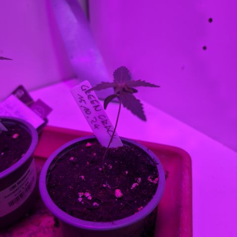 Green Crack F1 Hybrid Auto #1 growlog timeline photo