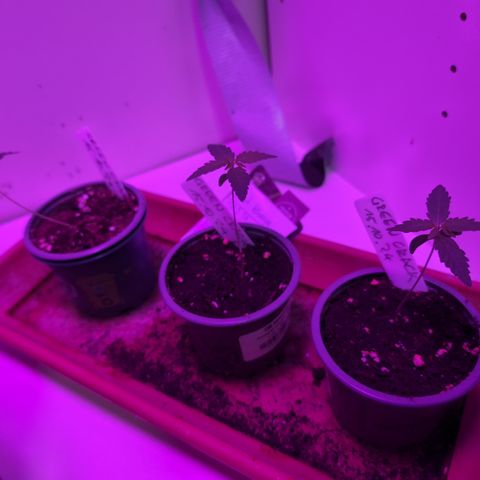 Green Crack F1 Hybrid Auto #1 growlog photo: #1 and #3 in good condition, #2 (the left one) developed a very long mainbranch, maybe support needed 