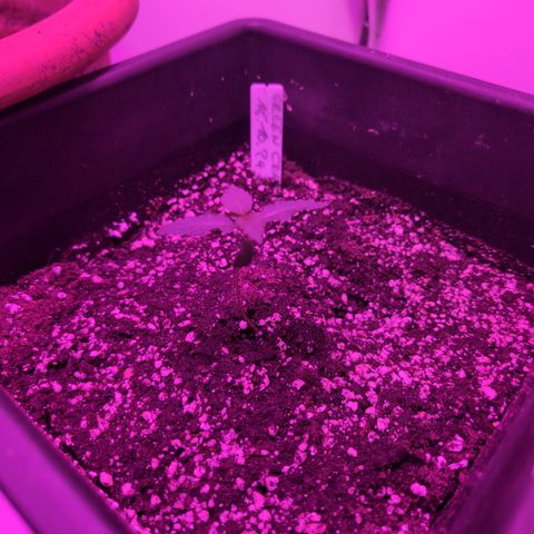 Green Crack F1 Hybrid Auto #1 growlog timeline photo