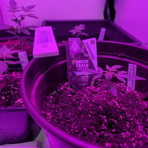 Green Crack F1 Hybrid Auto #1 growlog photo: Everything is looking good