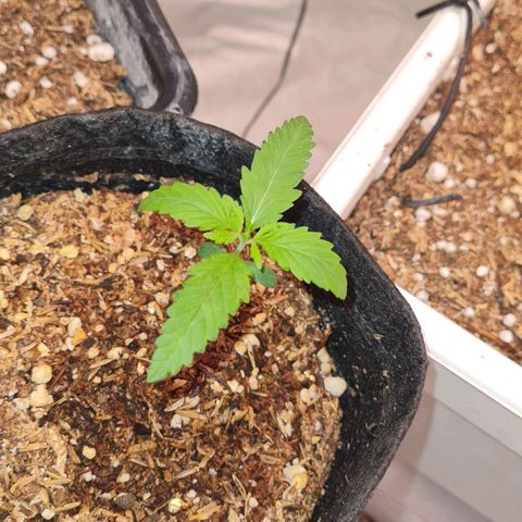 Triple G growlog timeline photo