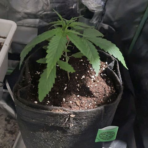 Triple G growlog timeline photo