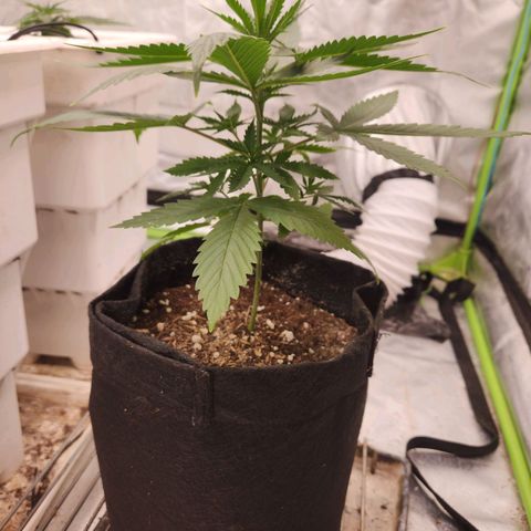 Triple G growlog timeline photo