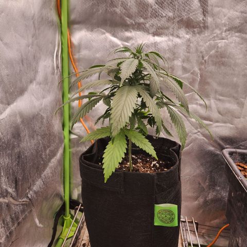 Triple G growlog timeline photo