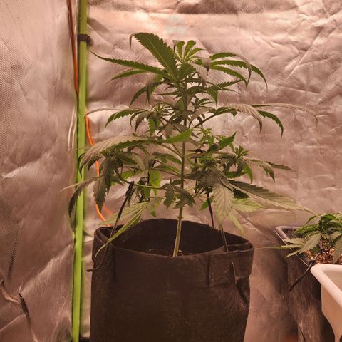 Triple G growlog timeline photo