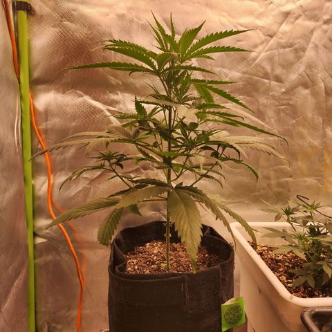 Triple G growlog timeline photo