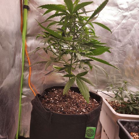 Triple G growlog timeline photo
