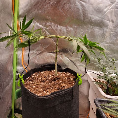 Triple G growlog timeline photo