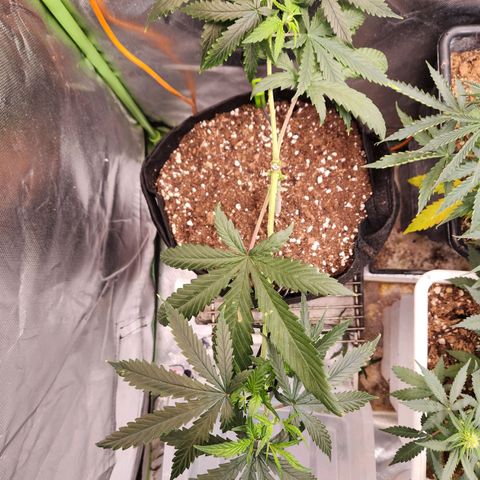Triple G growlog timeline photo