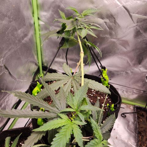 Triple G growlog timeline photo