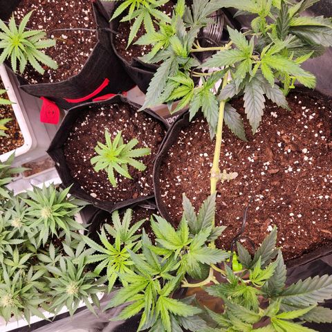 Triple G growlog timeline photo