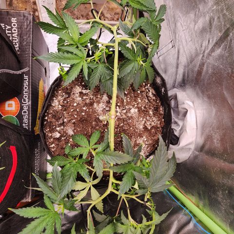 Triple G growlog timeline photo