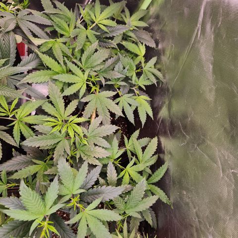 Triple G growlog timeline photo